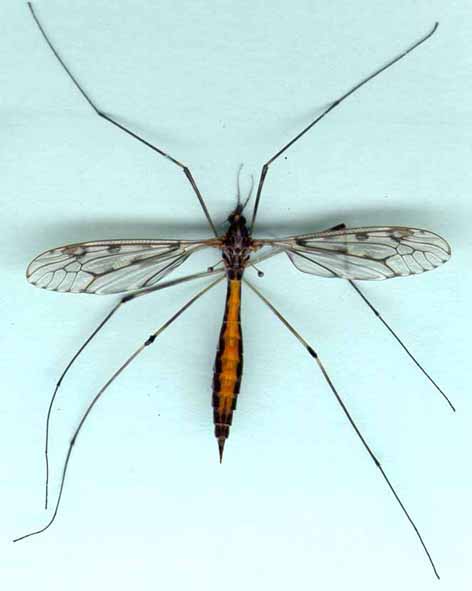 Tipule ou cousin, un gros moustique inoffensif
