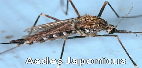 Copie de Aedes japonicus - Vigilance - Moustiques