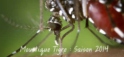 Moustique Tigre : Saison 2014