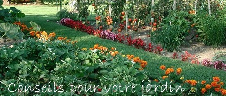 Conseils pour votre jardin
