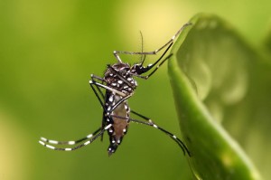 Aedes aegypti 2