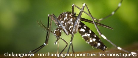 Chikungunya : un champignon pour tuer les moustiques