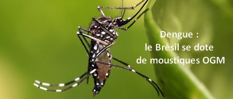 Le Brésil ouvre un élevage de moustiques OGM