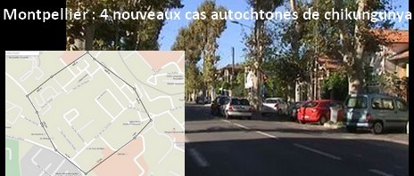 Montpellier : quatre nouveaux cas autochtones de chikungunya