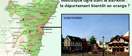 Moustique tigre dans le Bas-Rhin : le département bientôt en orange ?