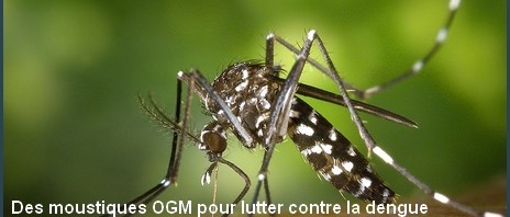 Des moustiques OGM pour lutter contre la dengue