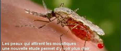 Les peaux à moustiques : odeur, transpiration, bière, peau de bébé… Une nouvelle étude permet d’y voir plus clair