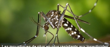 Les moustiques de plus en plus résistants aux insecticides