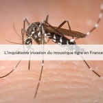 le CNRS titre "l'inquiétante invasion du moustique tigre en france"