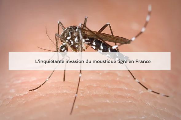le CNRS titre "l'inquiétante invasion du moustique tigre en france"