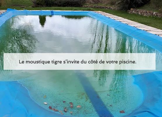 Aedes albopictus s'invite dans vos piscines