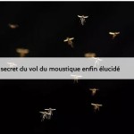 Le vol du moustique, un mytère enfin élucidé