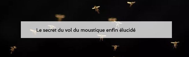 L’extraordinaire technique de vol du moustique pour améliorer celui des drones