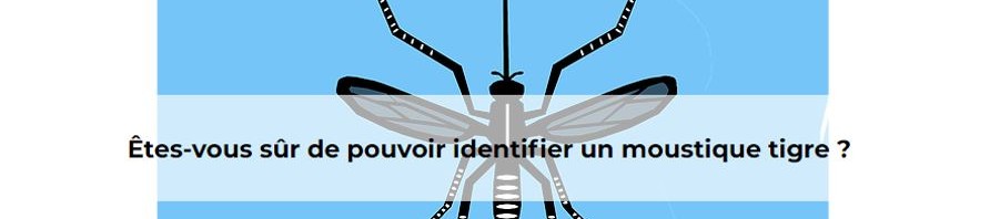 Êtes-vous sûr de pouvoir identifier un moustique tigre ?