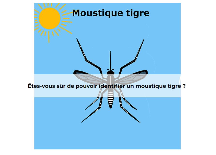 Vigilance – Moustique tigre – Agonac