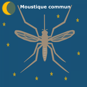 moustique commun