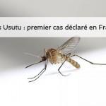 Virus Usutu premier cas déclaré en France