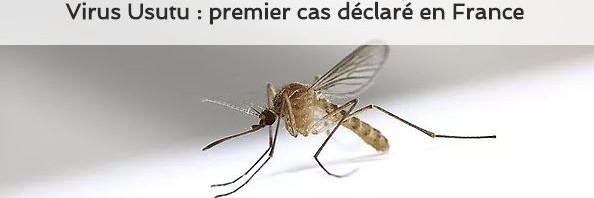 Virus Usutu : premier cas déclaré en France
