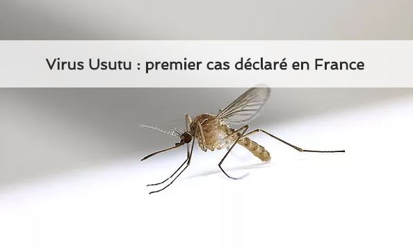 Virus Usutu premier cas déclaré en France