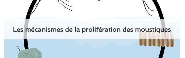 Les mécanismes de la prolifération des moustiques