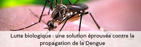 lutte biologique contre la propagation de la dengue,bactérie wolbachia