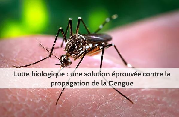 lutte biologique contre la propagation de la dengue,bactérie wolbachia